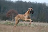DOGUE ALLEMAND 682